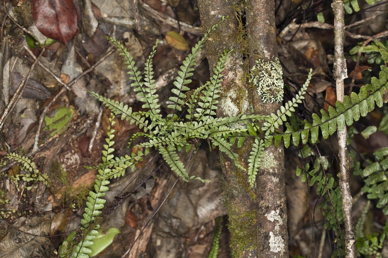Hobdy's Spleenwort