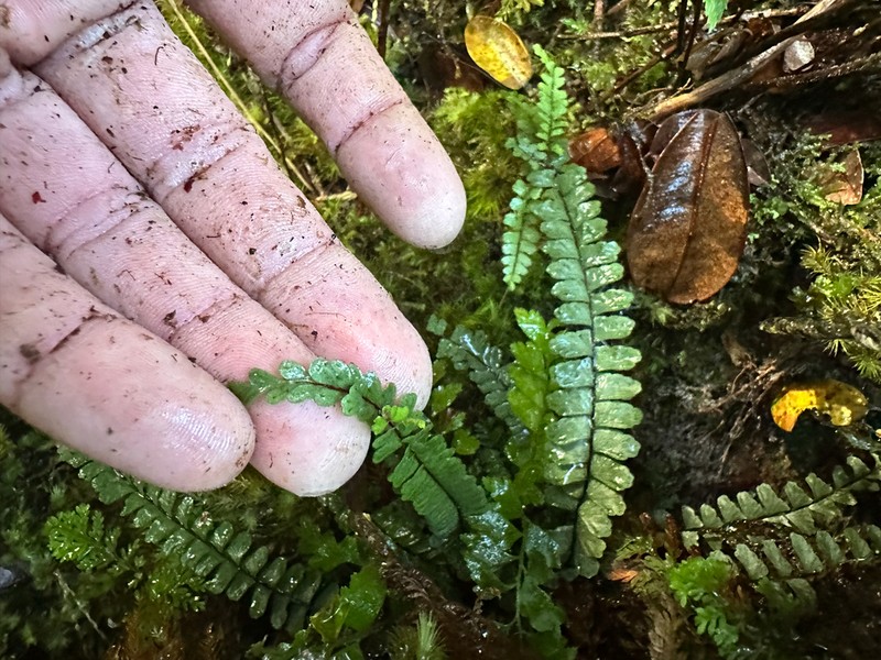 Hobdy's Spleenwort