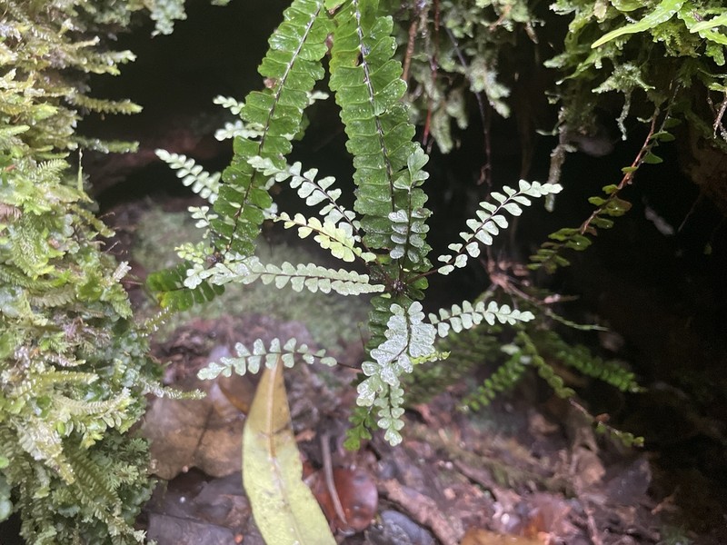 Hobdy's Spleenwort photo 2