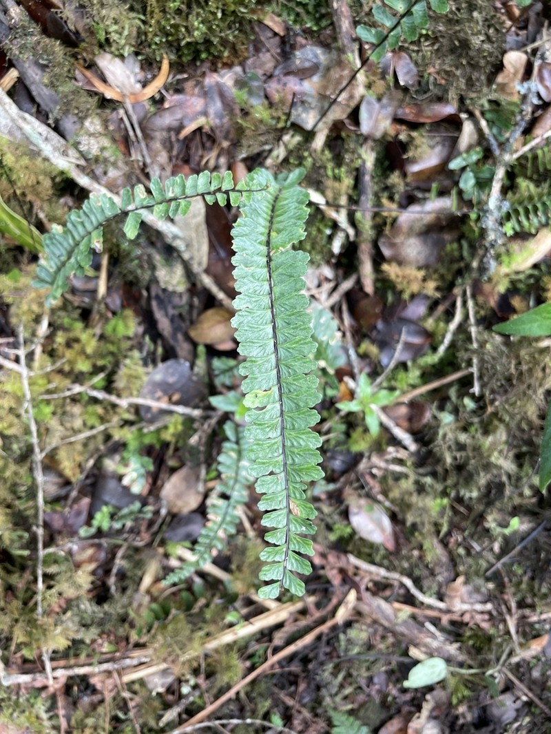 Hobdy's Spleenwort photo 3