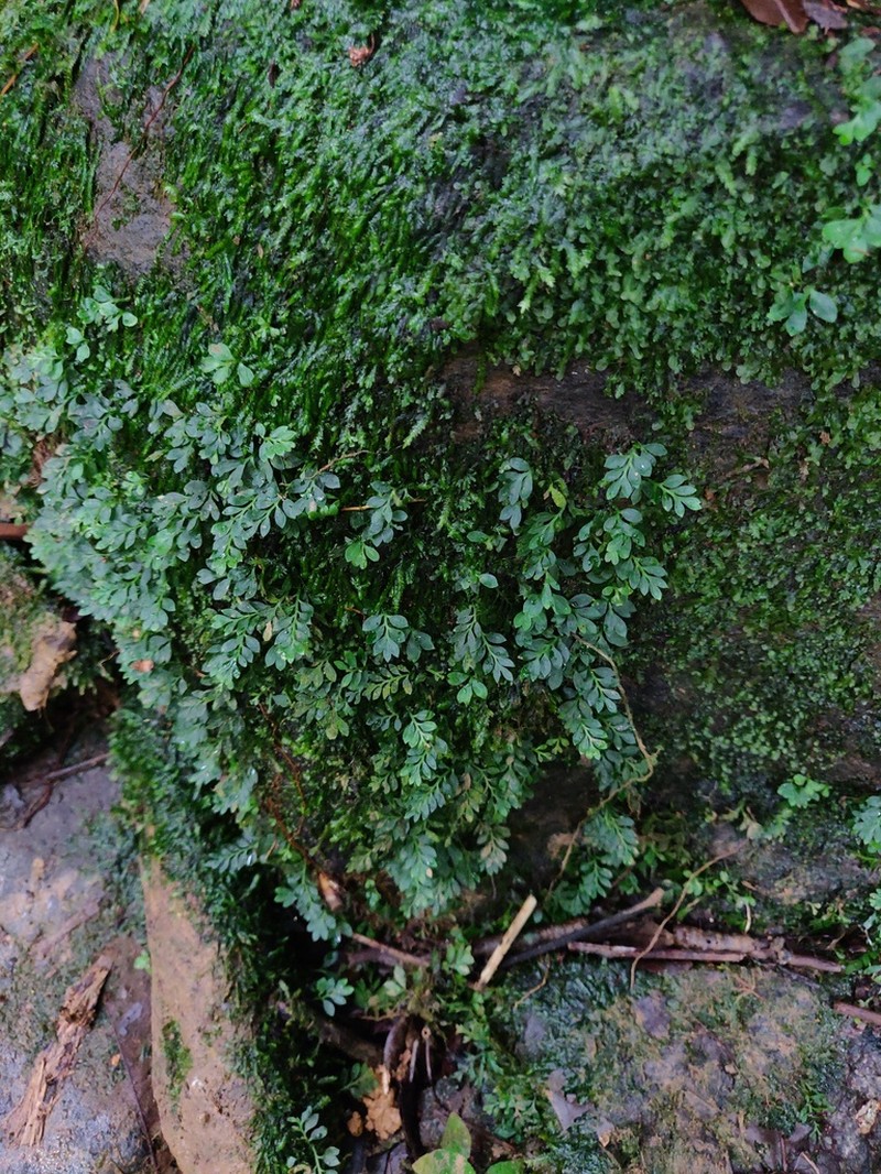 Asplenium holophlebium
