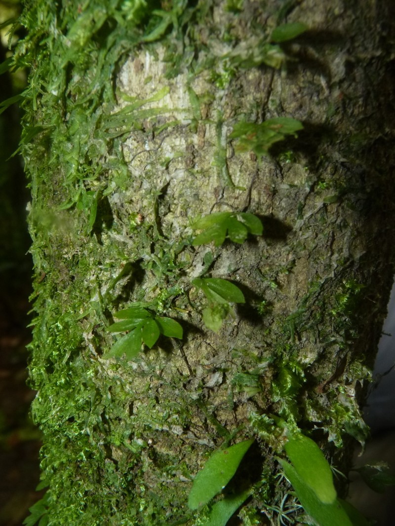 Asplenium holophlebium photo 2