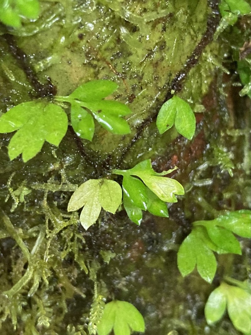 Asplenium holophlebium photo 3