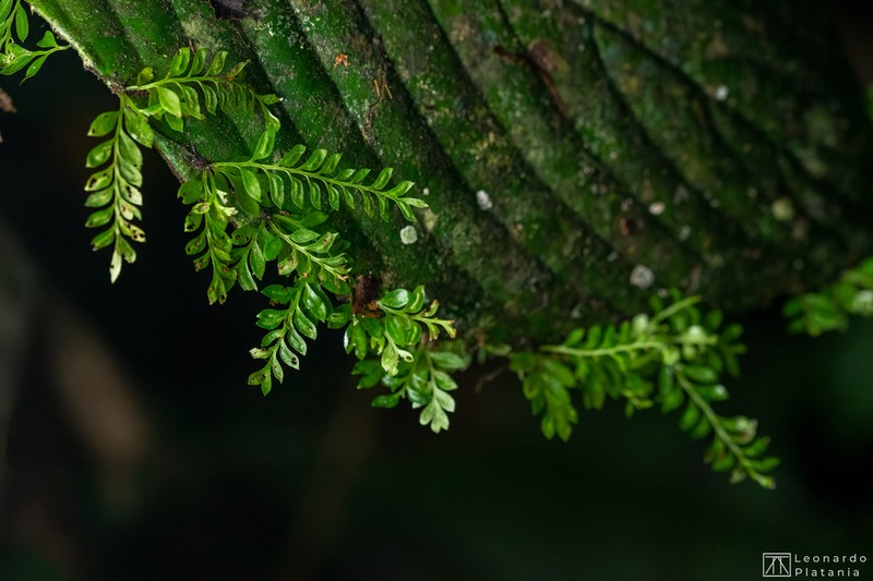 Asplenium holophlebium photo 4