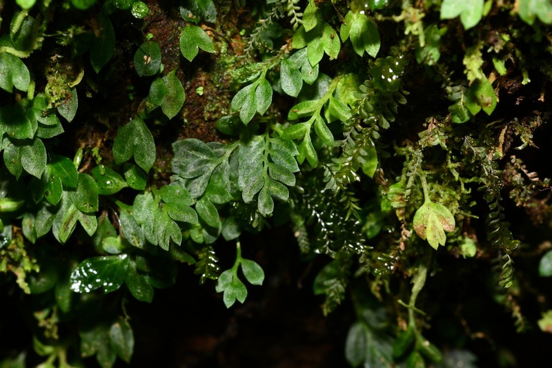 Asplenium holophlebium photo 5