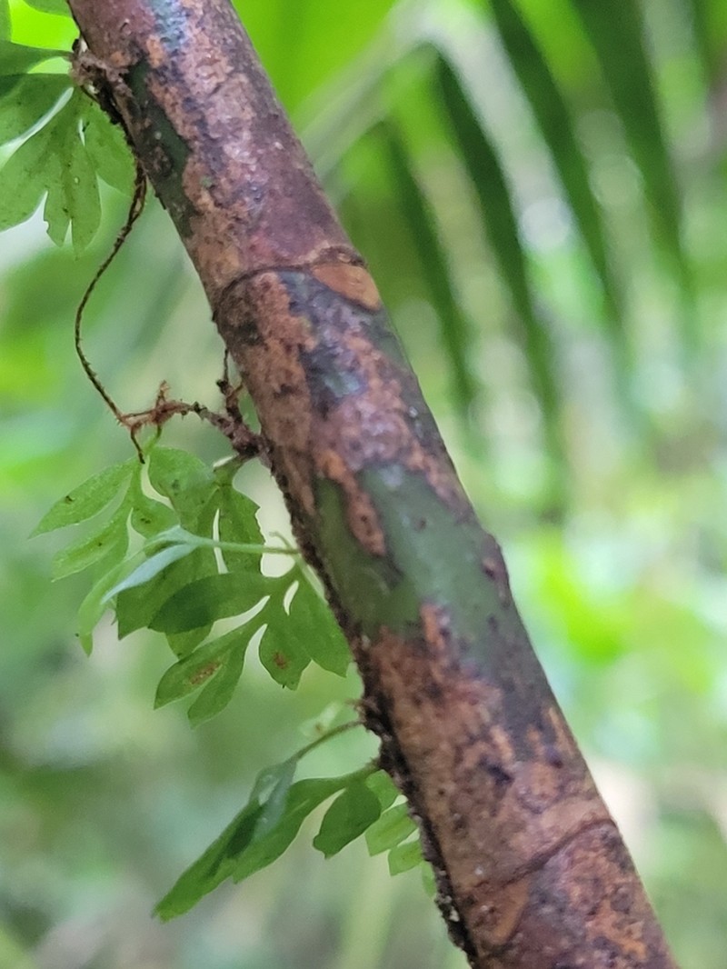 Asplenium holophlebium photo 6
