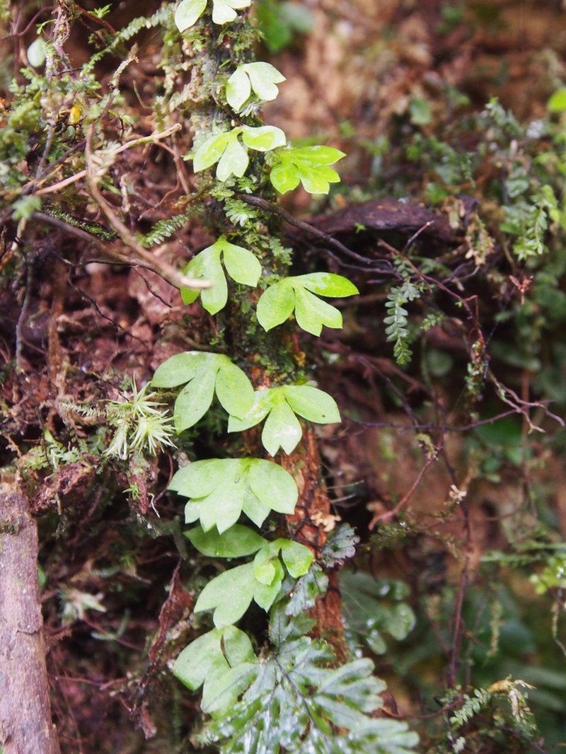Asplenium holophlebium photo 7