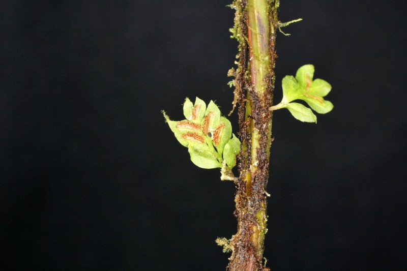 Asplenium holophlebium photo 8