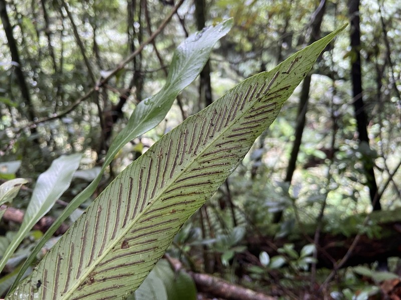 Asplenium holosorum photo 2