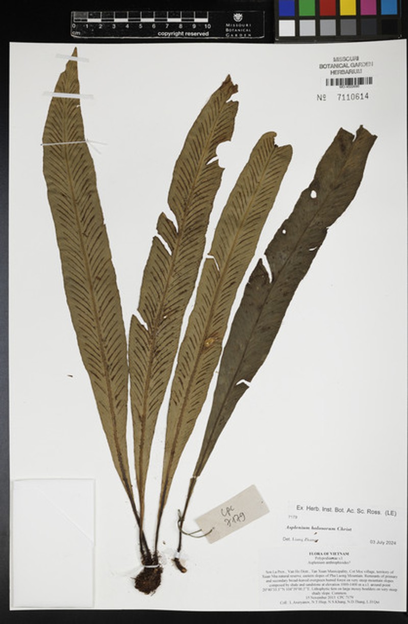 Asplenium holosorum photo 3