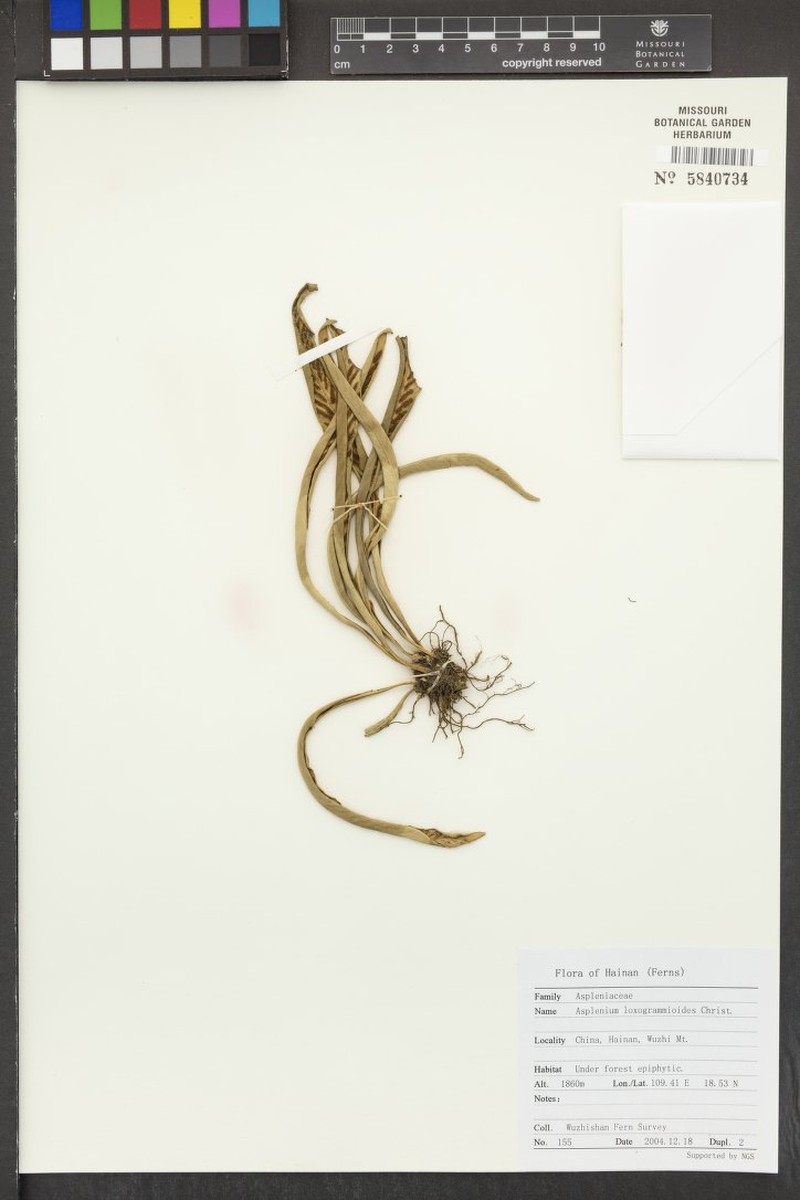 Asplenium holosorum photo 4