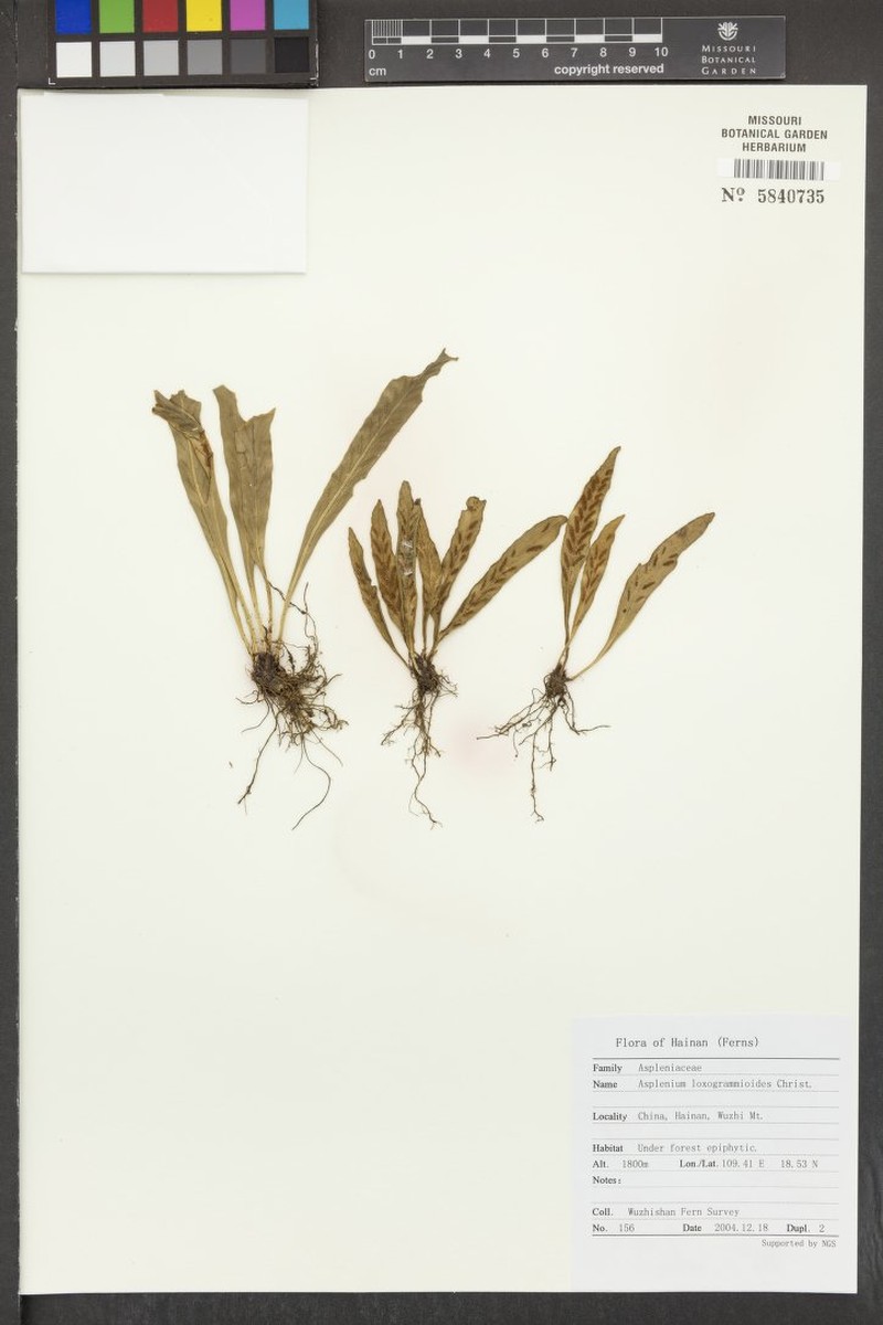 Asplenium holosorum photo 5