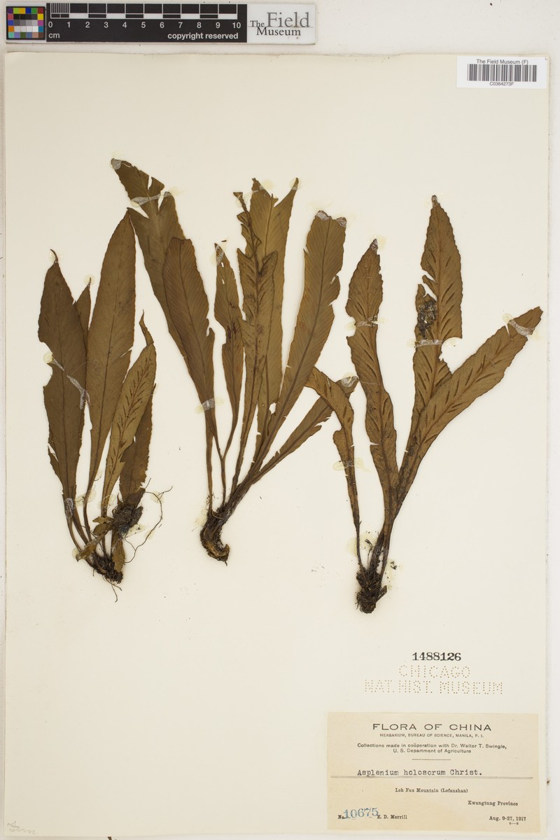 Asplenium holosorum photo 6