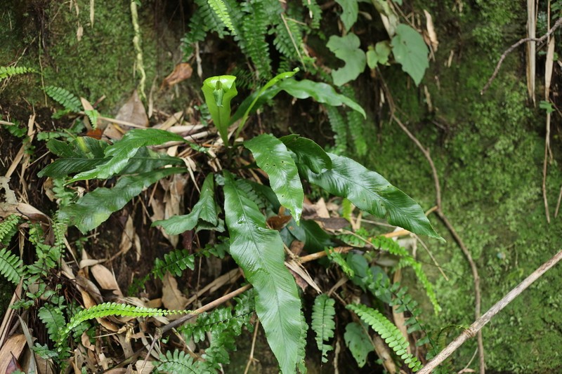 Asplenium holosorum