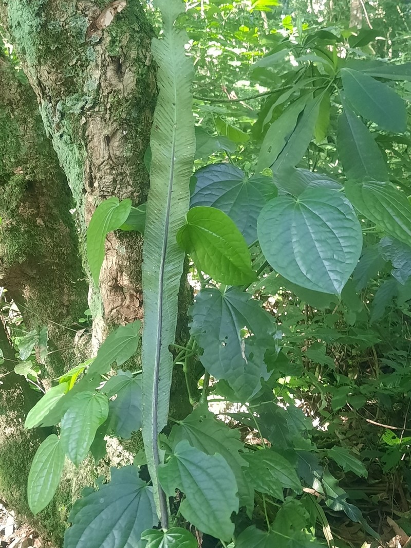 Asplenium holstii photo 3