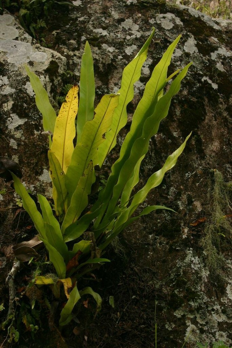 Asplenium holstii photo 4