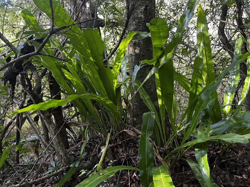 Asplenium holstii photo 5