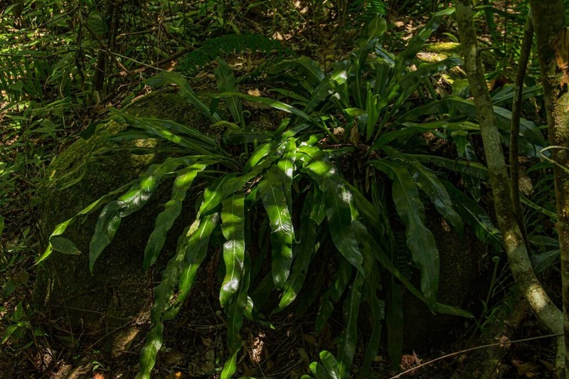 Asplenium holstii photo 6