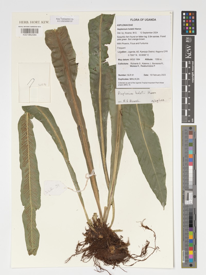Asplenium holstii photo 8