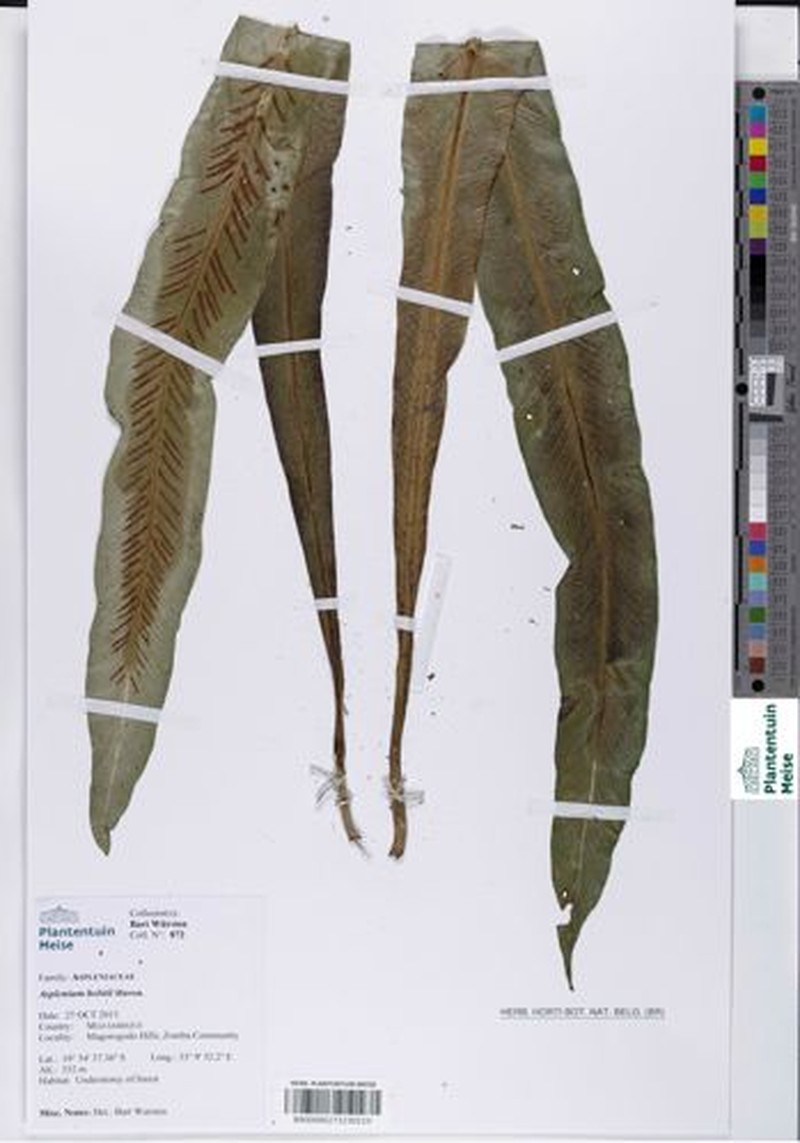 Asplenium holstii