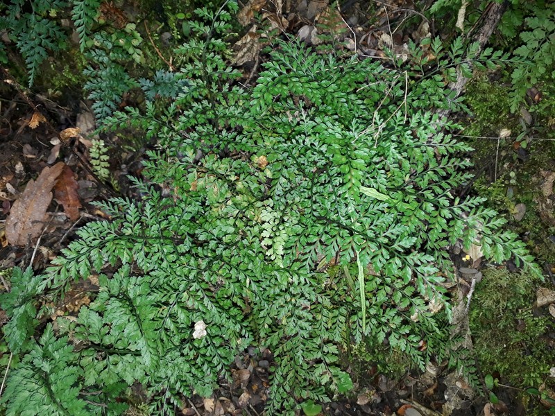 Asplenium hookerianum
