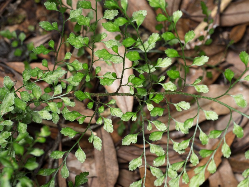 Asplenium hookerianum photo 2