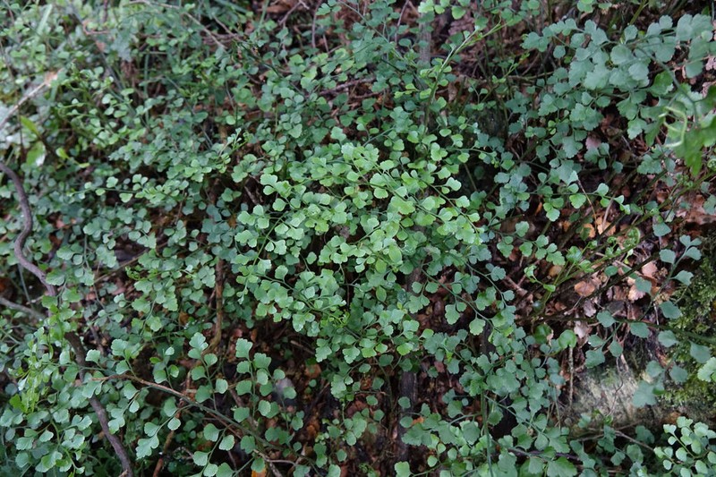 Asplenium hookerianum photo 3