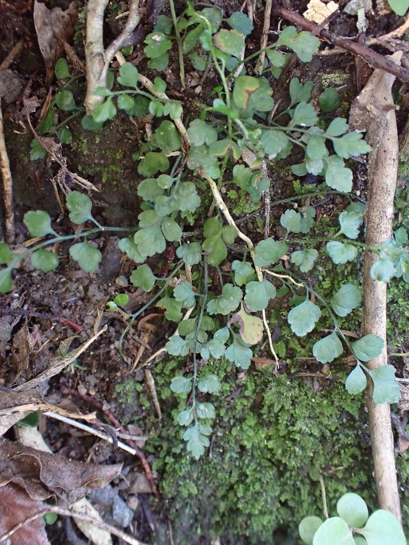 Asplenium hookerianum photo 4