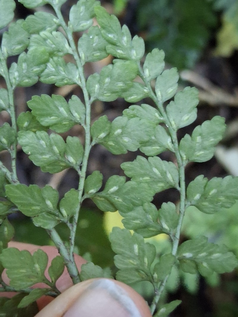 Asplenium hookerianum photo 6