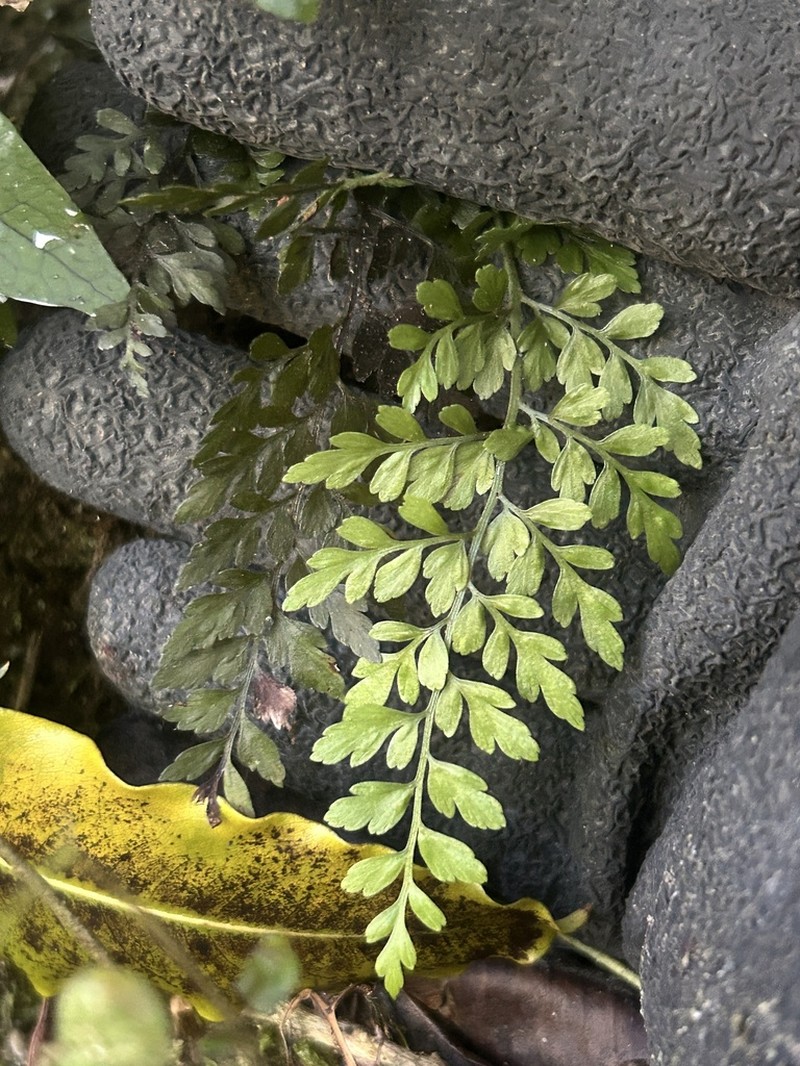 Asplenium hookerianum photo 7