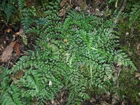 Asplenium hookerianum