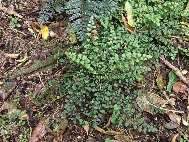 Asplenium hookerianum photo 2