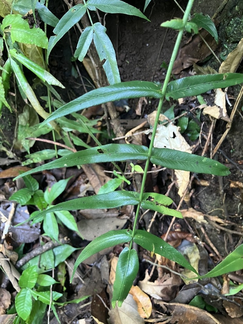Asplenium horizontale photo 2