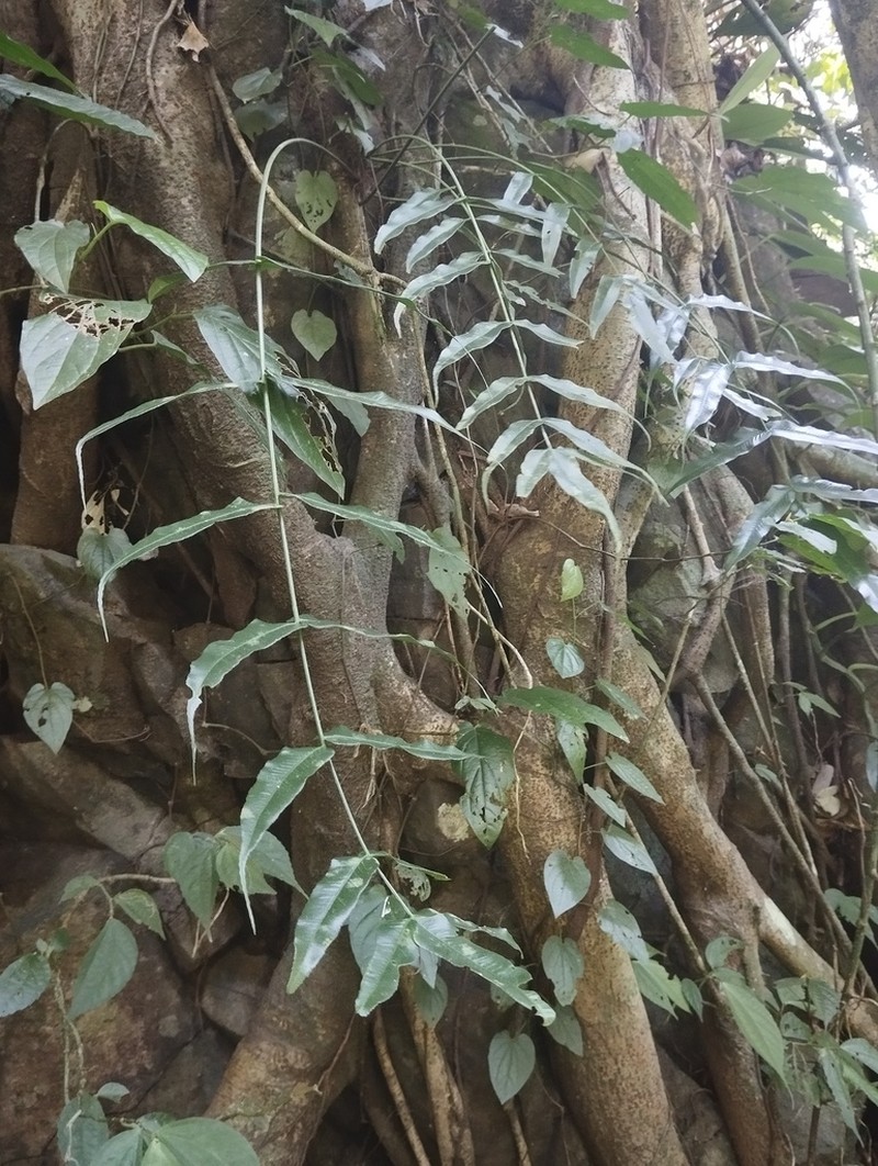 Asplenium horizontale photo 3