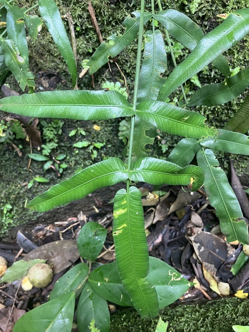 Asplenium horizontale photo 5