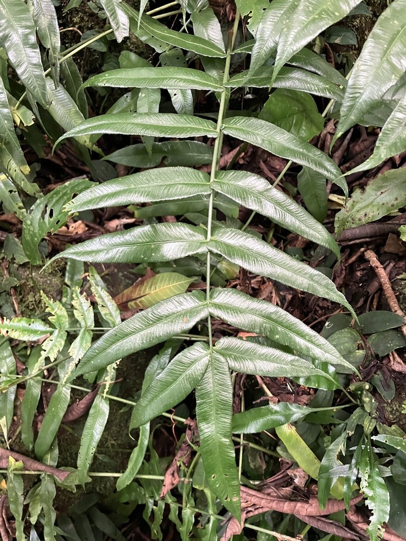 Asplenium horizontale photo 6