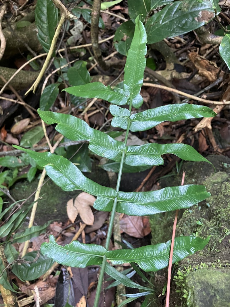 Asplenium horizontale photo 7