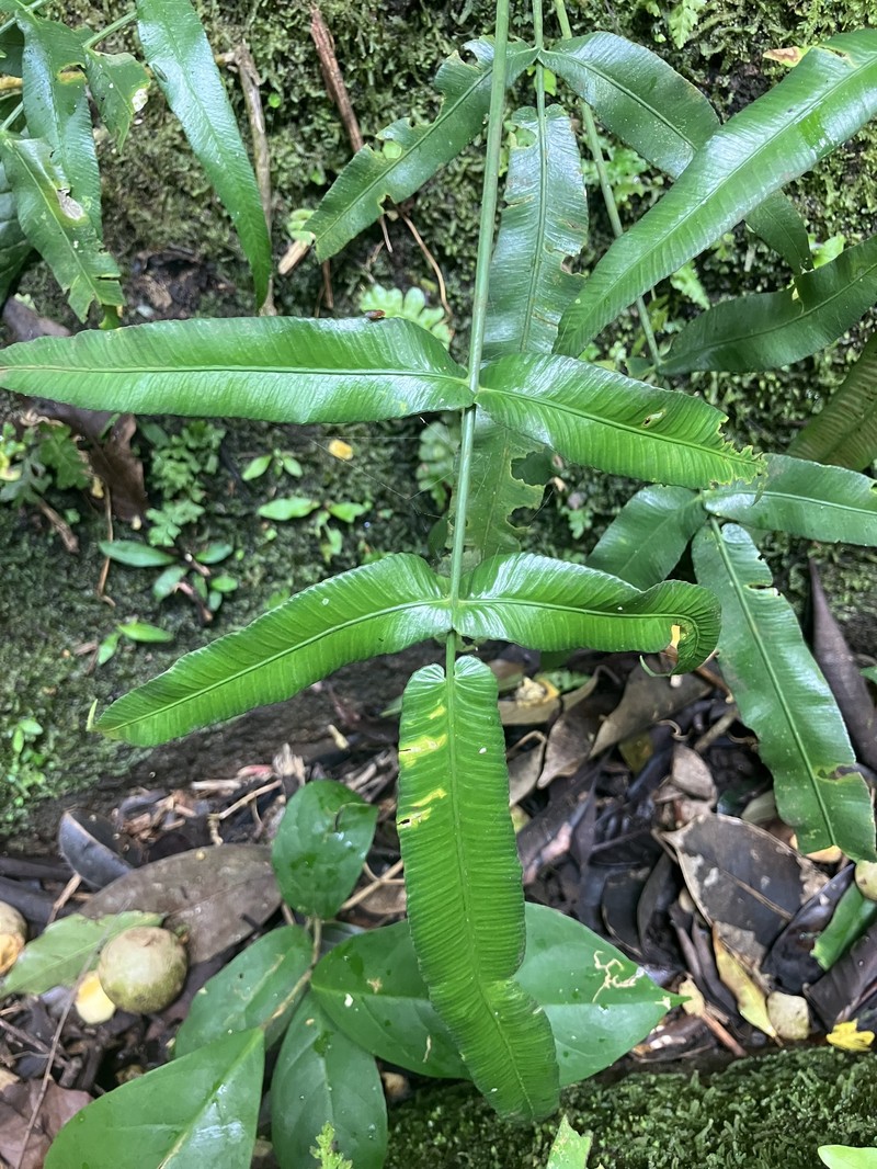 Asplenium horizontale photo 8