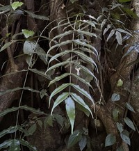 Asplenium horizontale