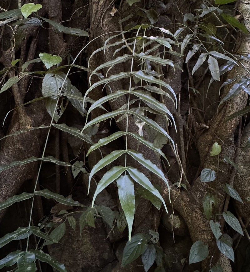 Asplenium horizontale