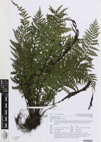 Lacy Spleenwort