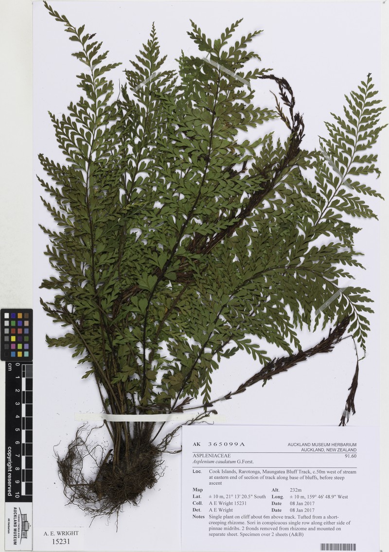 Lacy Spleenwort