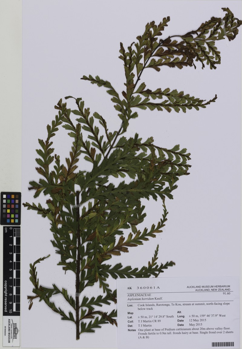 Lacy Spleenwort photo 2