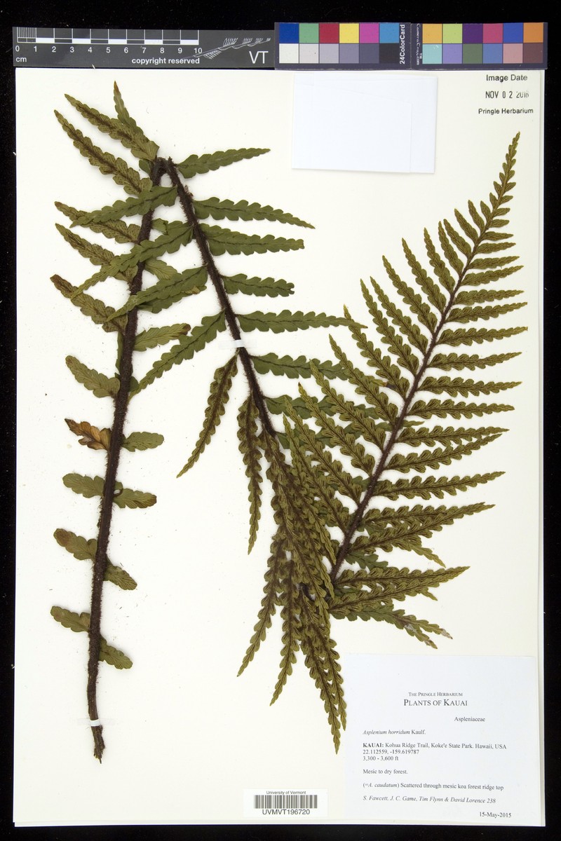 Lacy Spleenwort photo 3