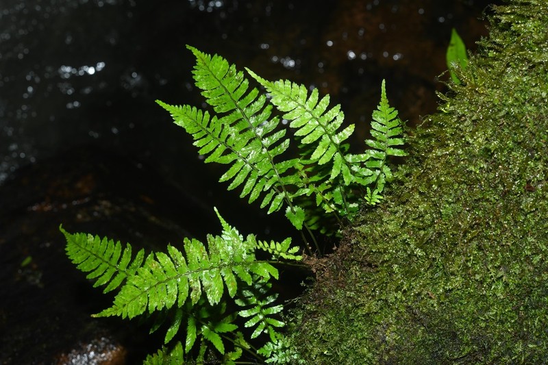 Asplenium hostmannii photo 2