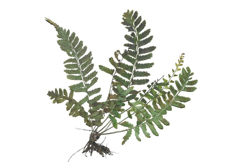 Asplenium hostmannii photo 3