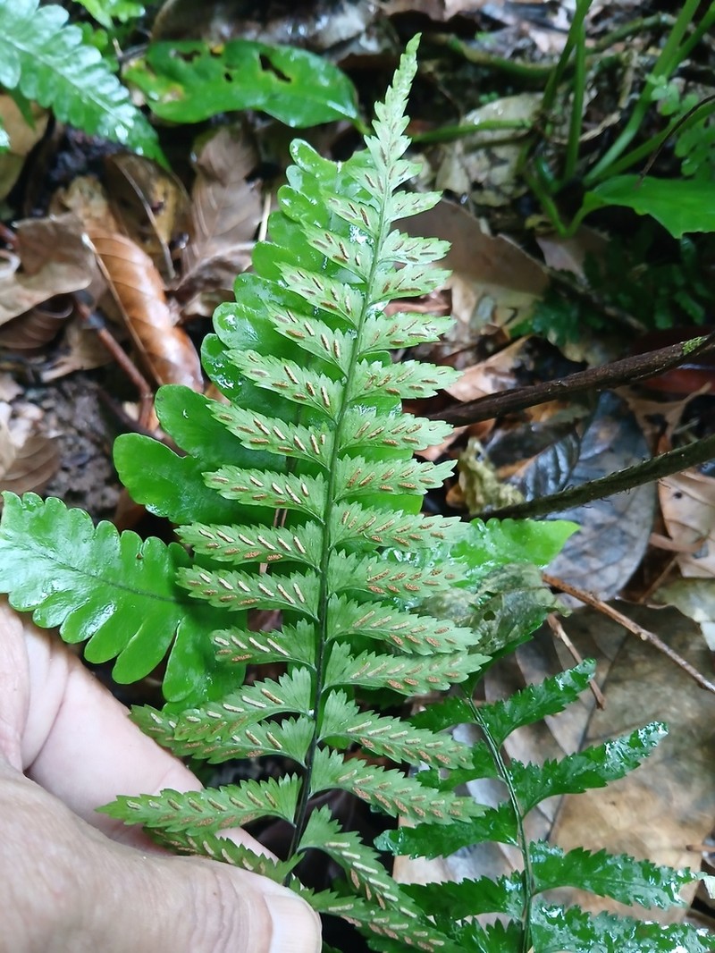 Asplenium hostmannii photo 4