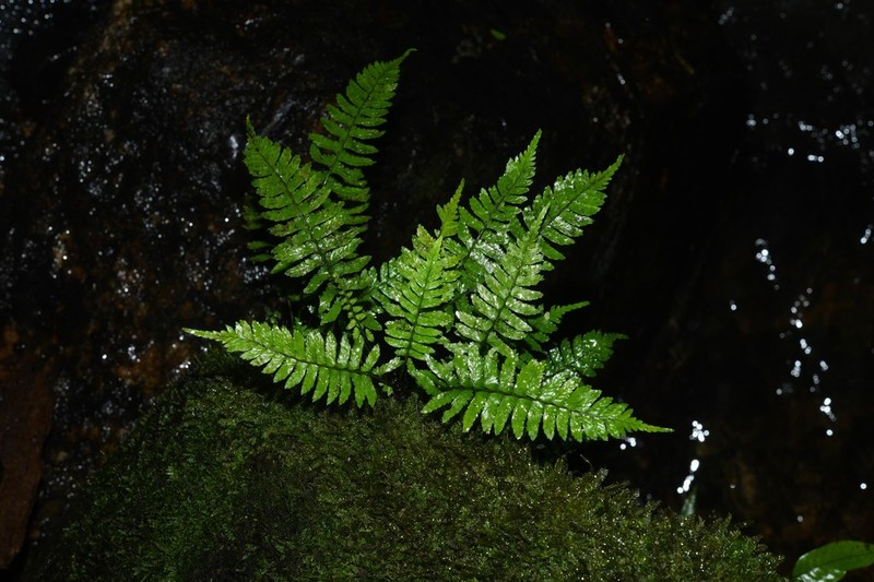 Asplenium hostmannii photo 5