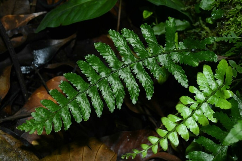 Asplenium hostmannii photo 6