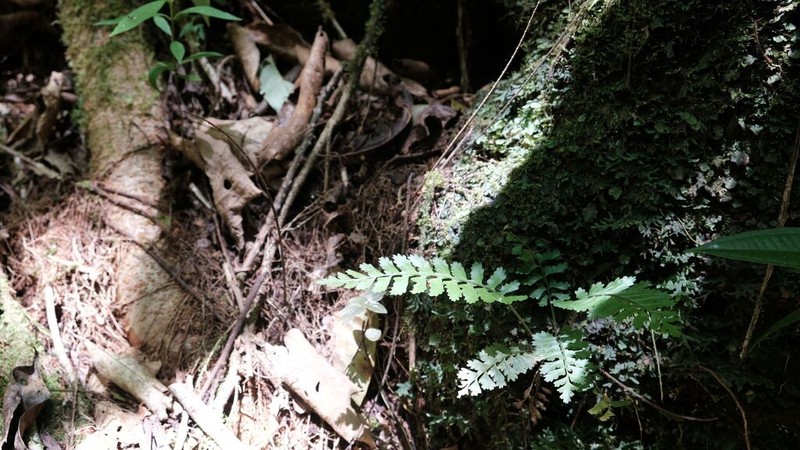 Asplenium hostmannii photo 7